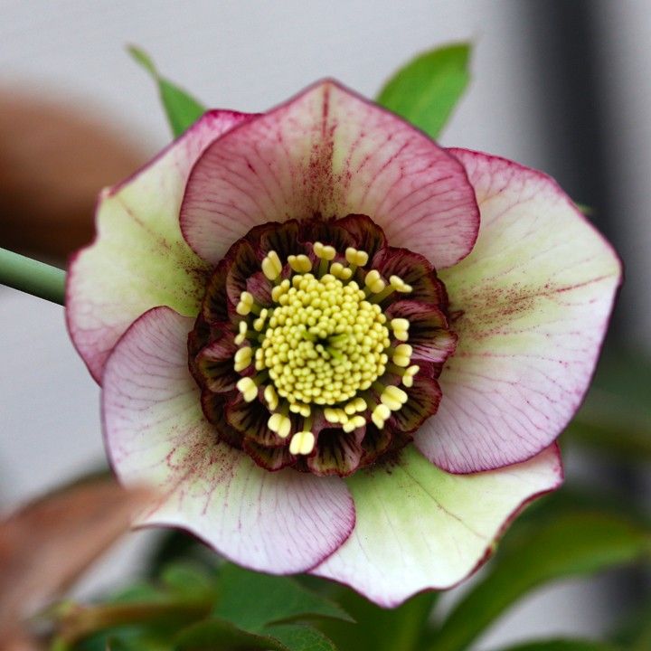 Helleborus x hybridus