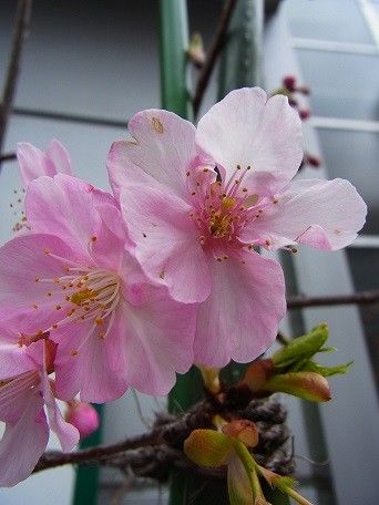 河津桜　開花