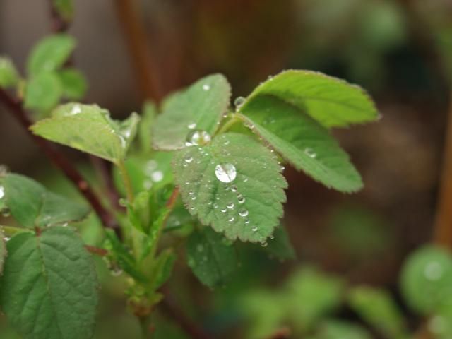 雨あがりの薔薇の葉