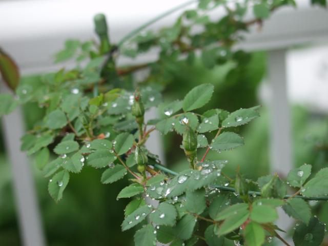 雨あがりの薔薇の葉