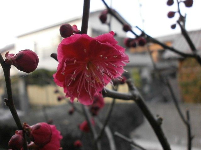 梅の開花