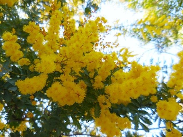 ミモザの花・・・今日の庭①