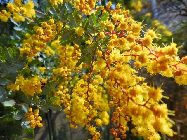 ミモザの花・・・今日の庭①