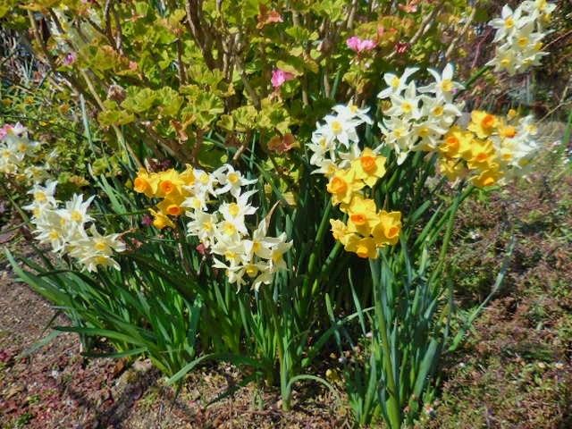 ミモザの花・・・今日の庭①