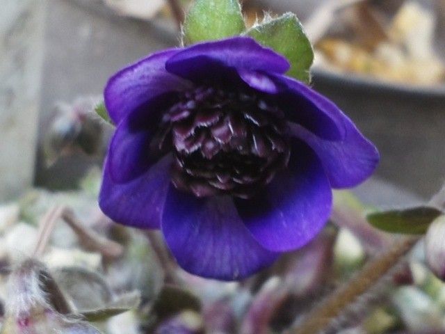 三段咲き雪割草の花