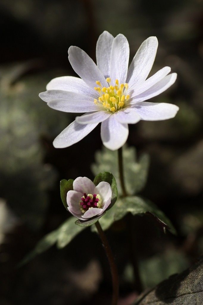 ユキワリイチゲ　と　雪割草「丹頂梅」　福寿草「紅撫子」