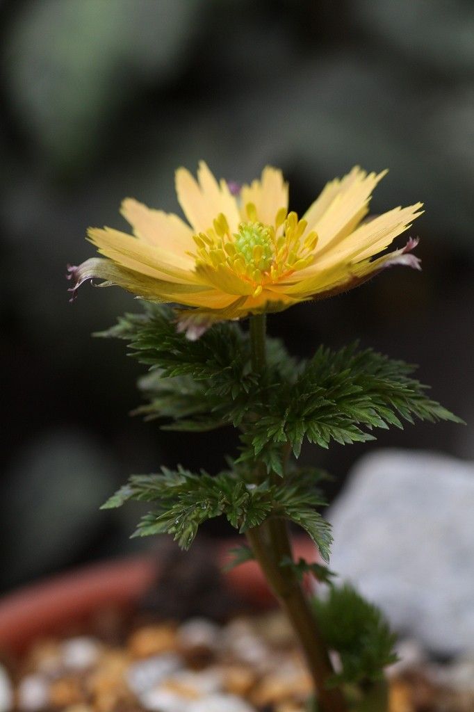 ユキワリイチゲ　と　雪割草「丹頂梅」　福寿草「紅撫子」