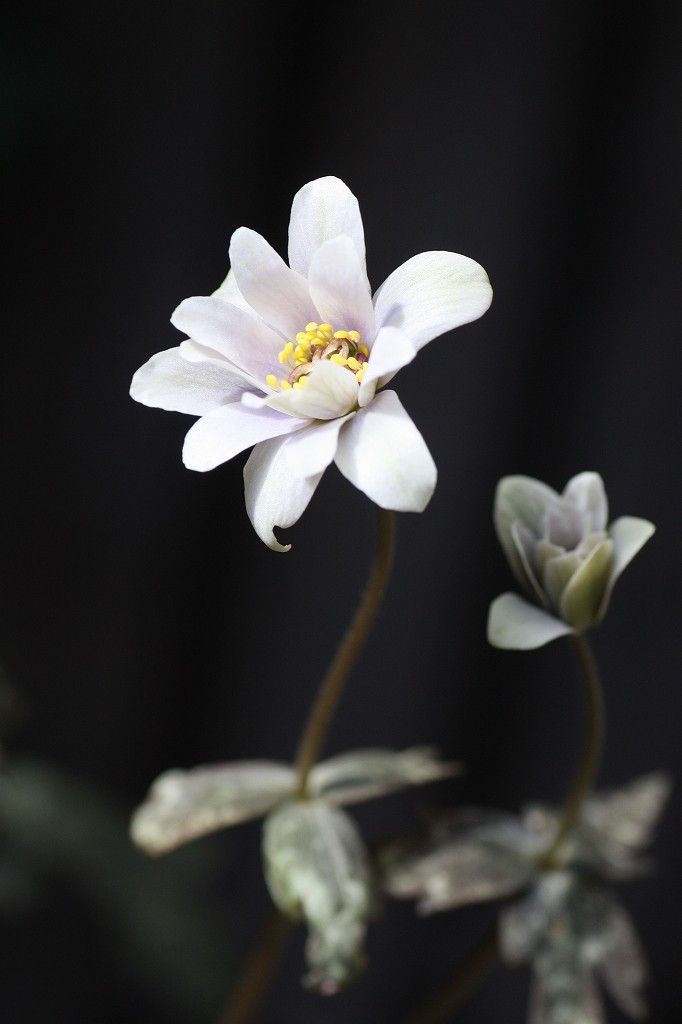 ユキワリイチゲ　と　雪割草「丹頂梅」　福寿草「紅撫子」