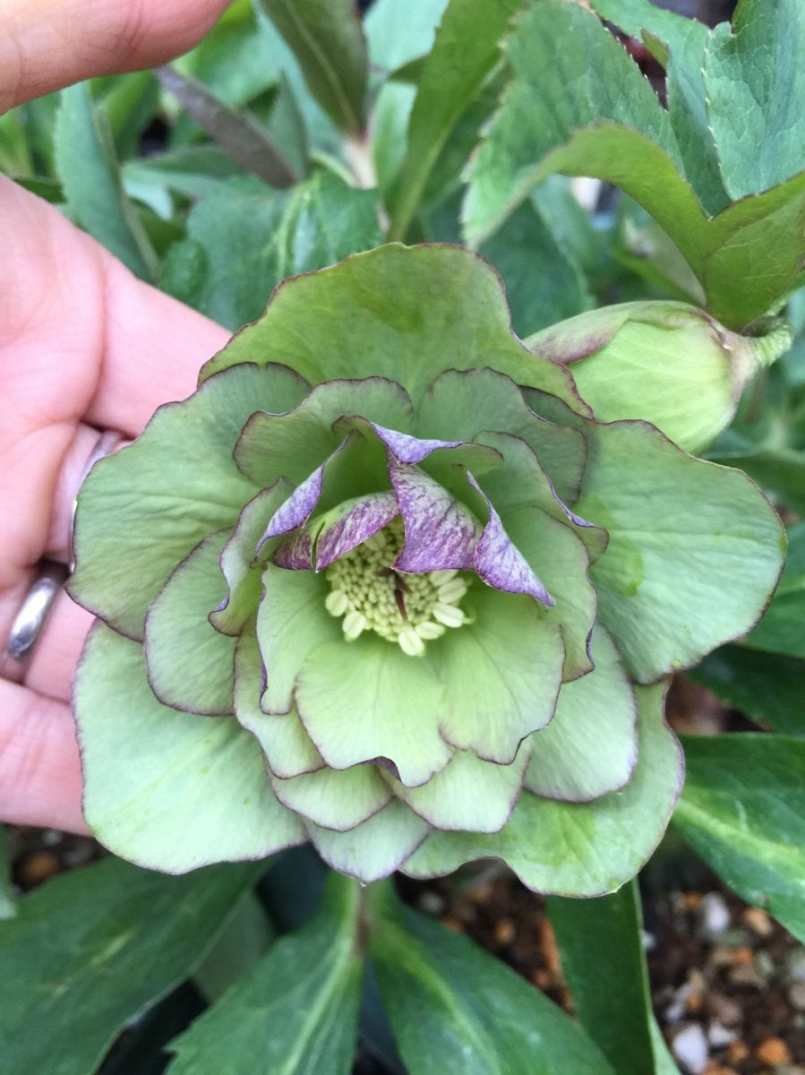 今日の開花株！