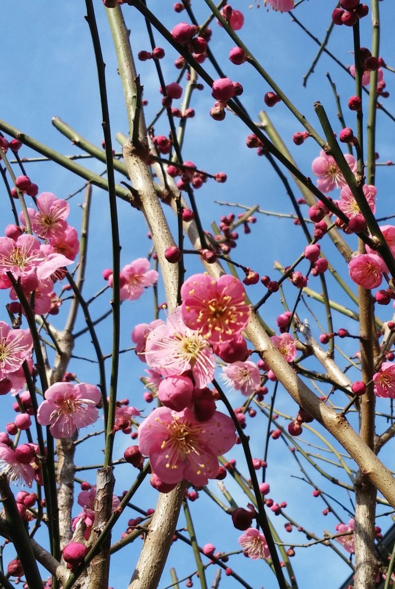 お庭で梅ちゃんお花見