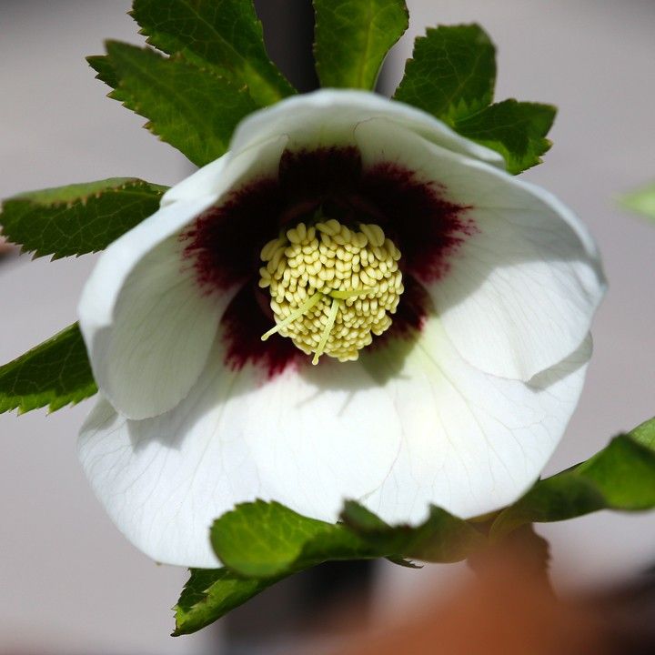 Helleborus x hybridus