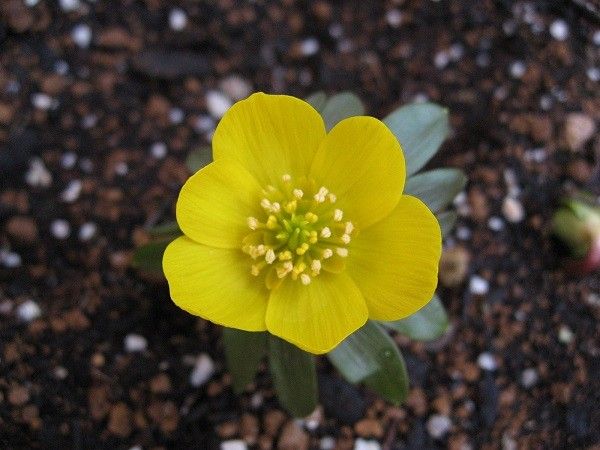 黄花節分草　開花