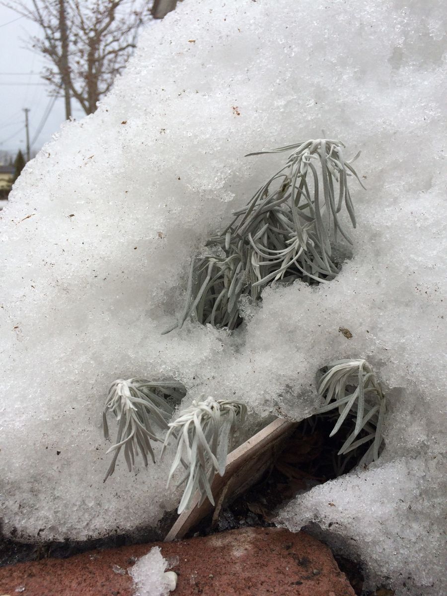 《雪の下からいろいろ顔出してきました.2》