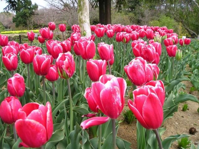 チューリップが続々と開花しています