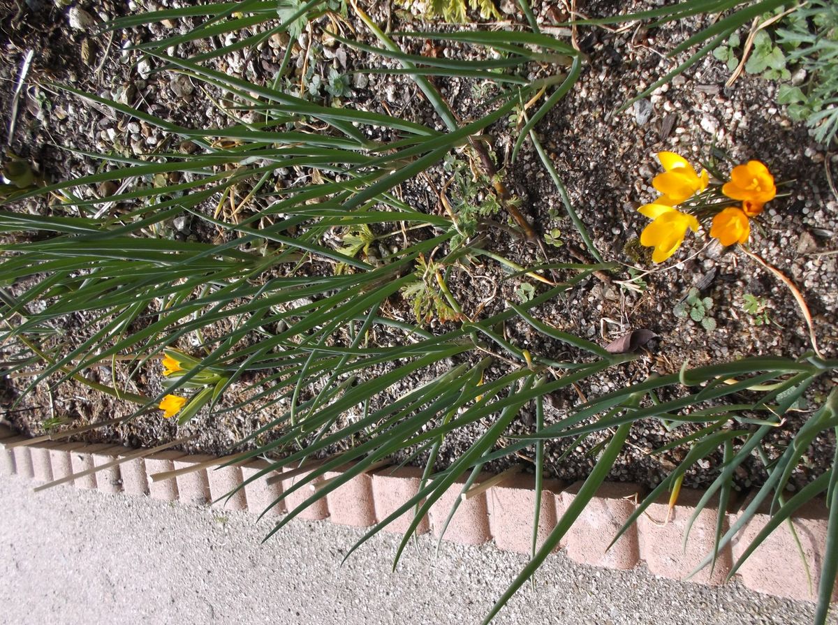 クロッカスの花数が