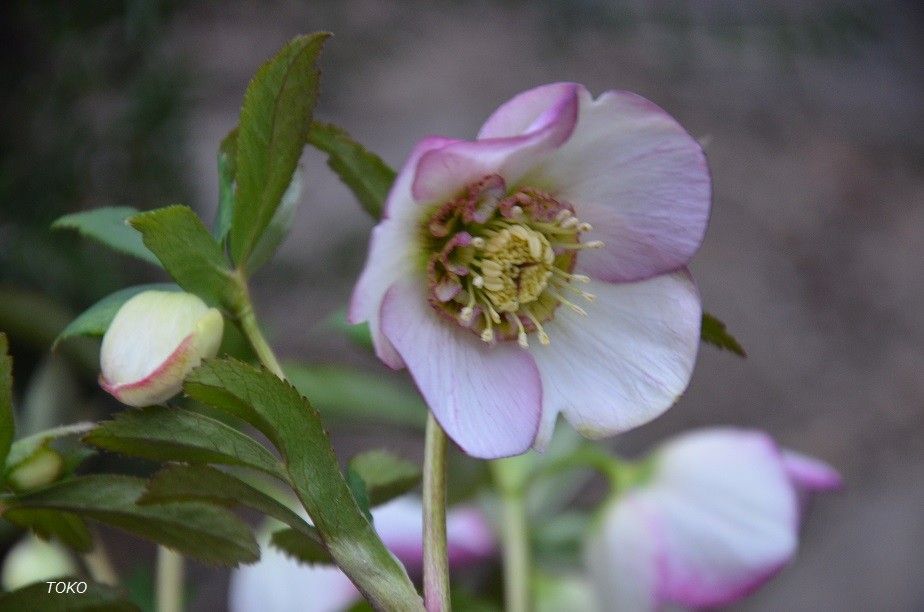 早春の花から…