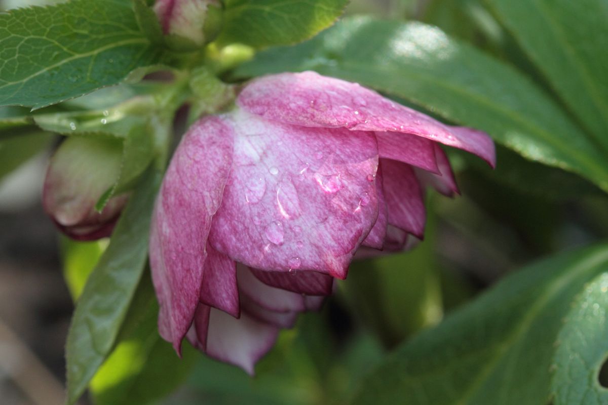 今年14番目の開花です