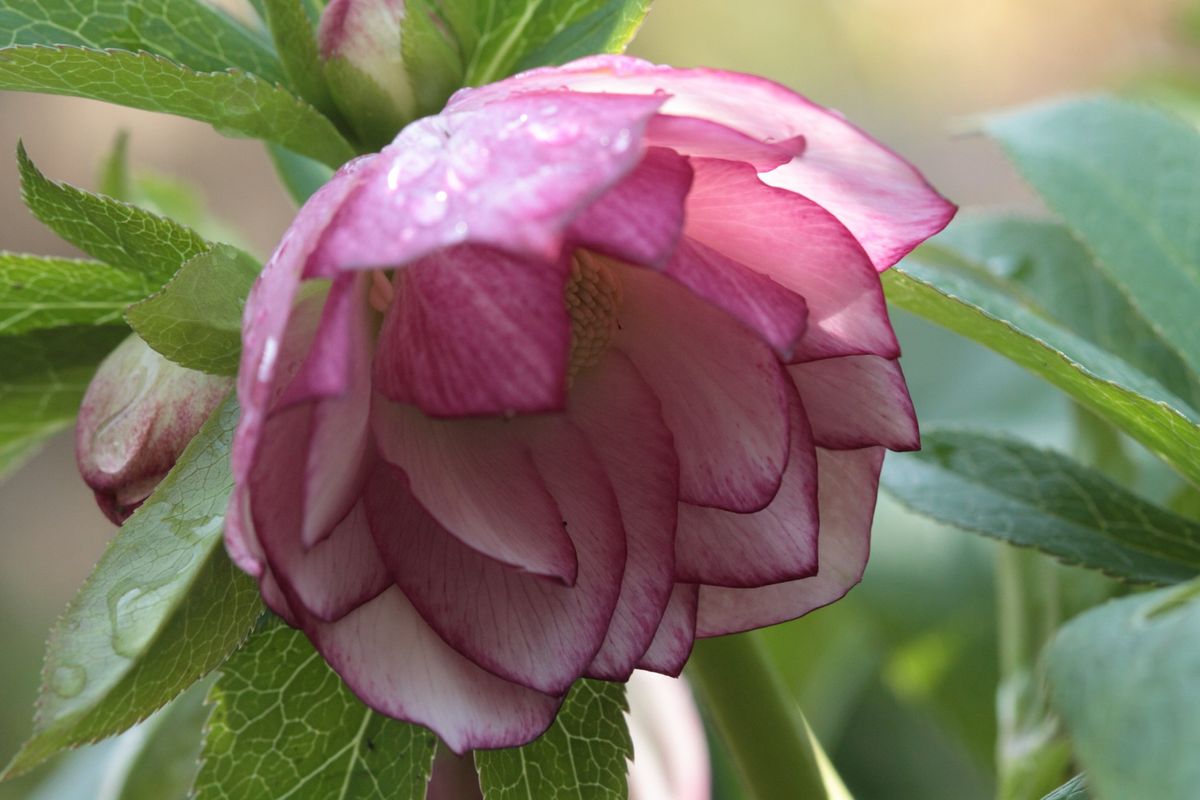 今年14番目の開花です