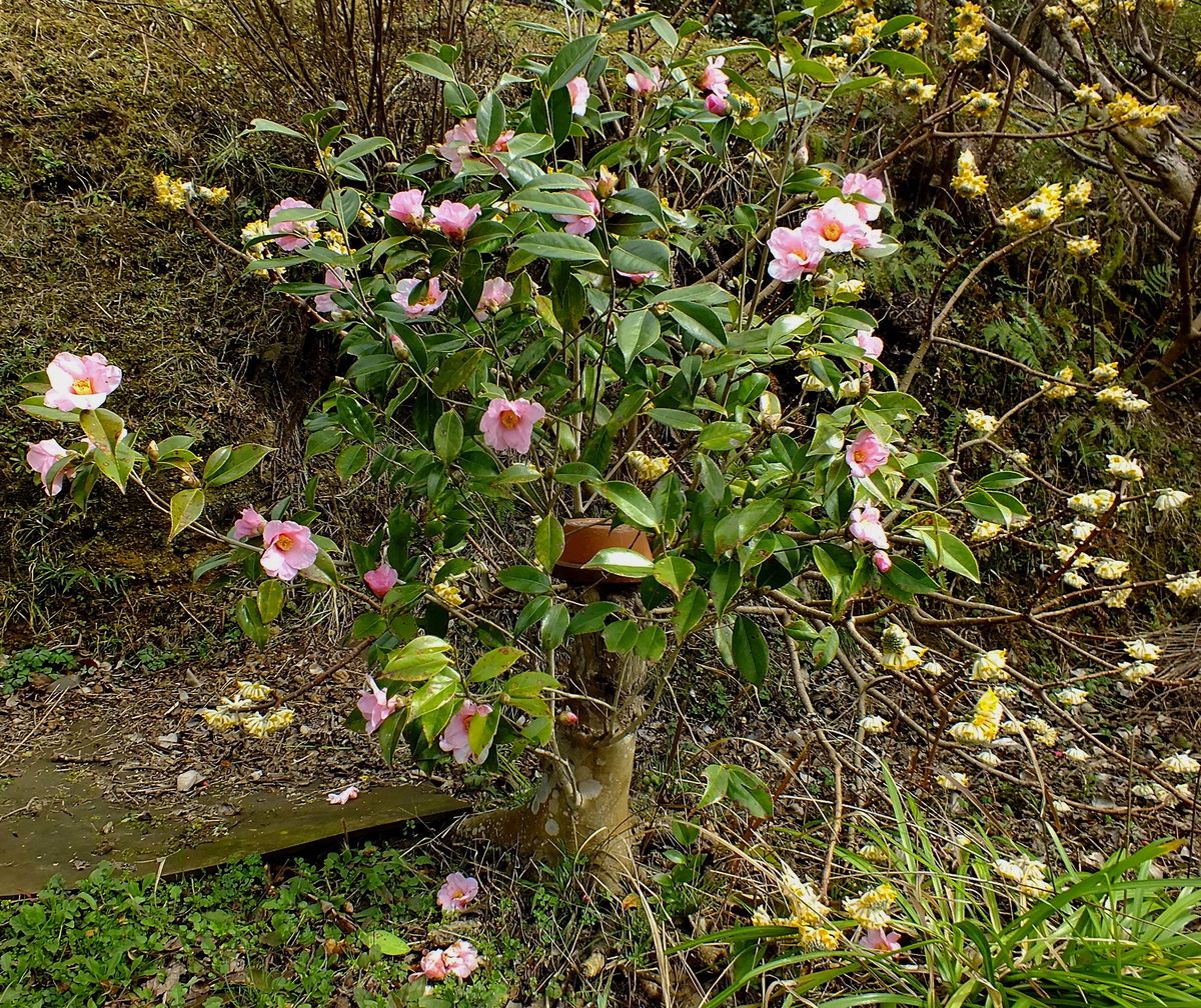 庭の花3/4