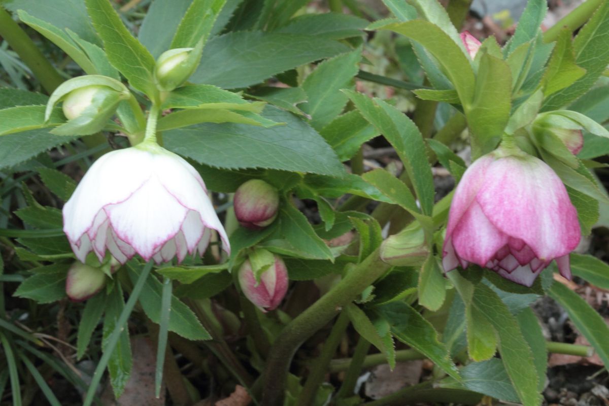 今年19番目の開花です？