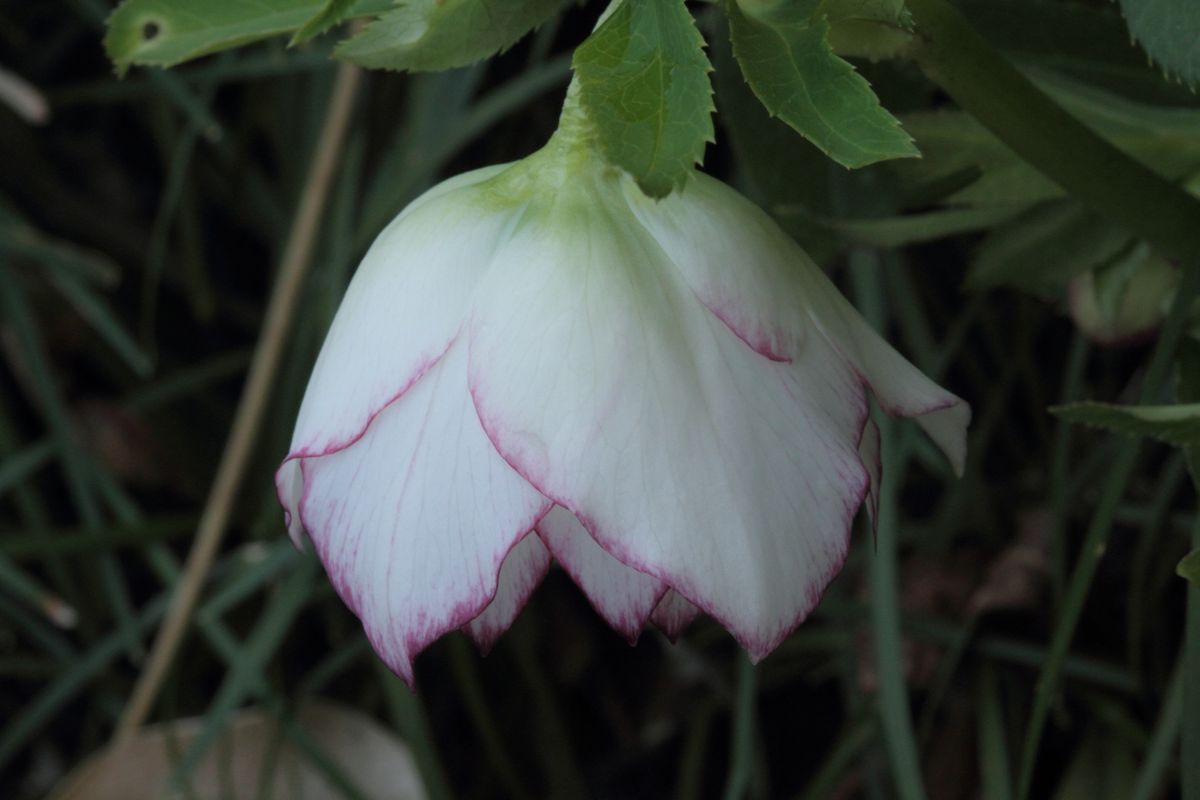 今年19番目の開花です？