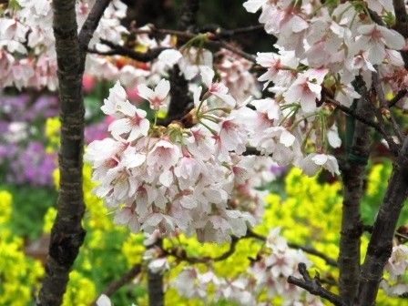 桜が満開！