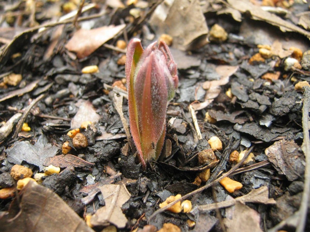 何の芽でしょうか？