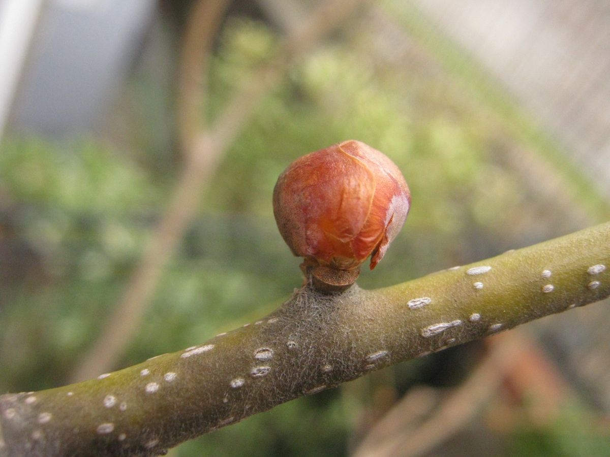 何の芽でしょうか？