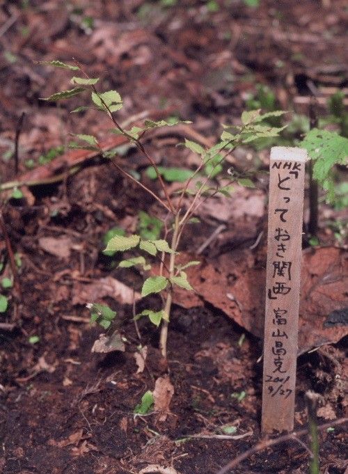 白神山地で植林したブナ