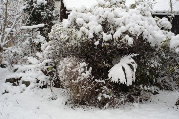 いきなり雪になったねえ