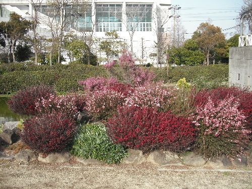 リゾ鳴尾浜で園芸相談をしてきましたあああ～。