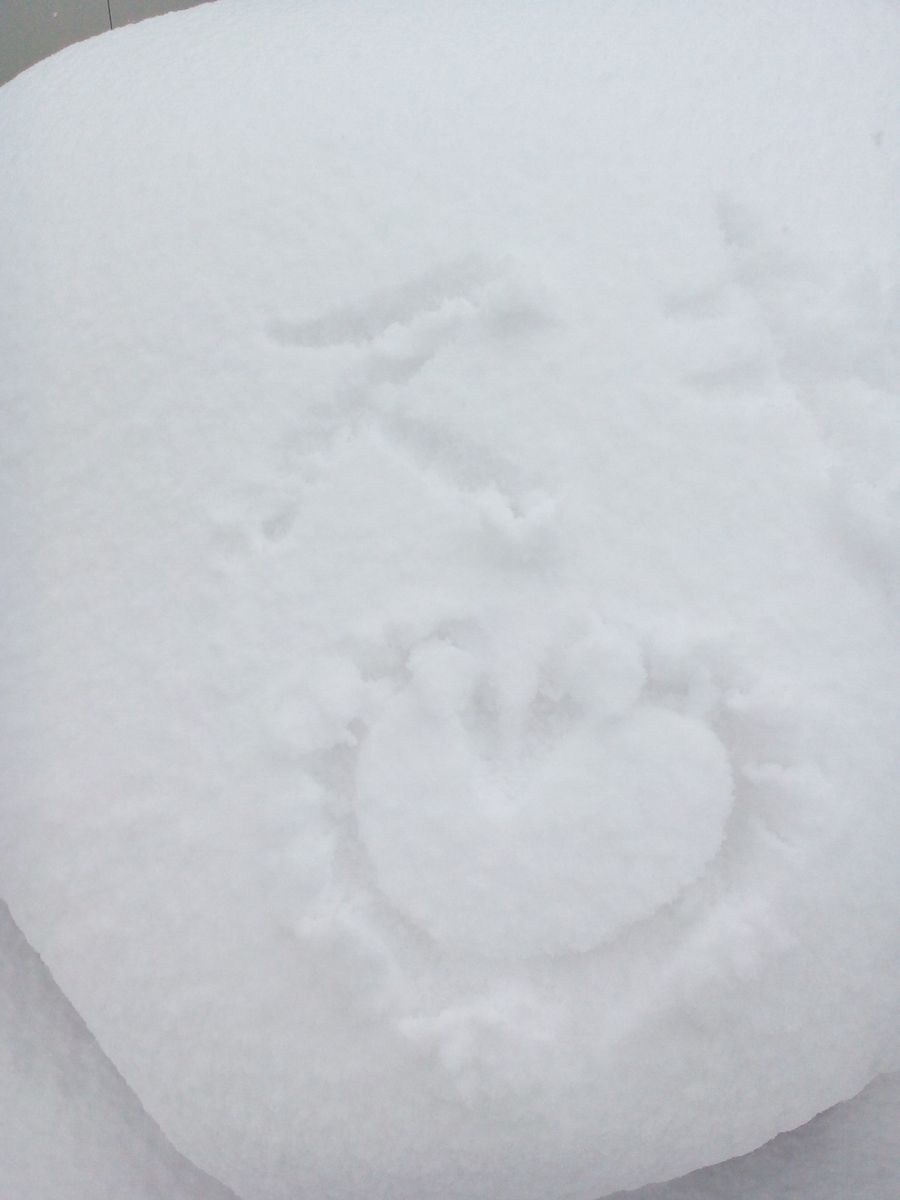 雪に書いたラブレター･･･(//△//)