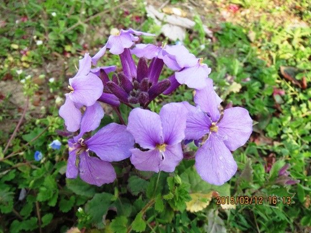 春の草花の彩り