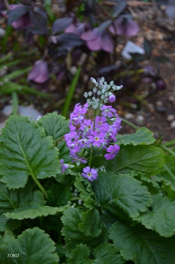 春色の花