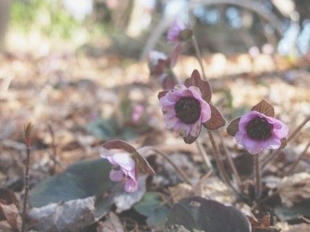 雪割草と玉縄桜とサンシュユ