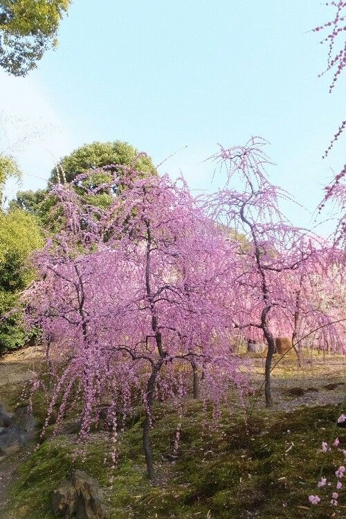 トミーと行く花散歩。城南宮。