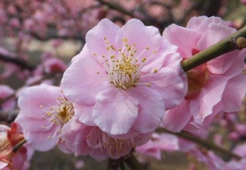 トミーと行く花散歩。城南宮。