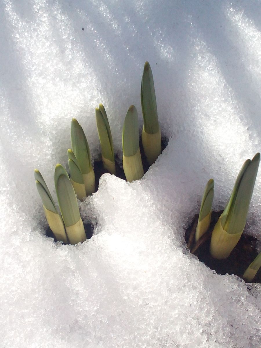 雪にも負けず！(≧へ≦)ﾏｹﾅｲﾜﾖ