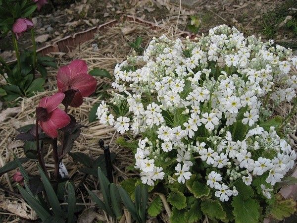 さ～てラベル通りの花が見られるかな？