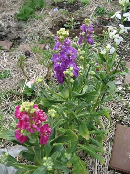 さ～てラベル通りの花が見られるかな？