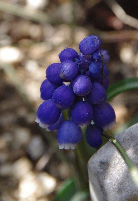 暖かい日は春の花