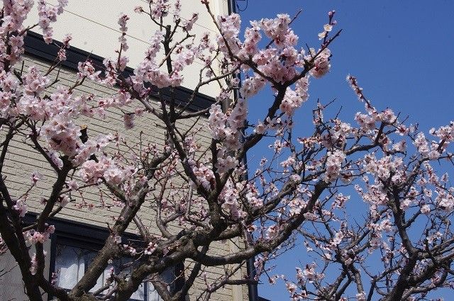 暖かい日は春の花