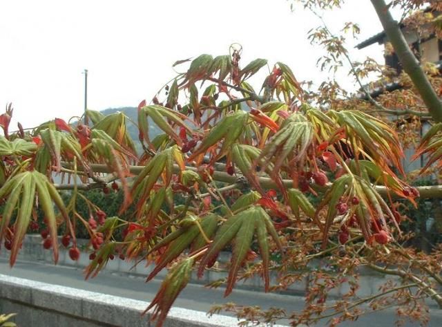 木々の芽吹き