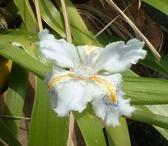 木々の芽吹き