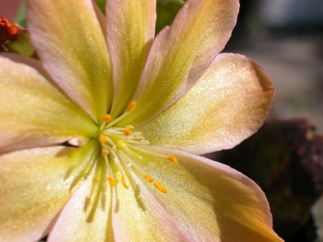 花が咲いたらレウイシア様だった