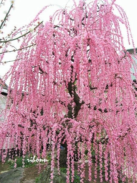 光受寺の枝垂れ梅と