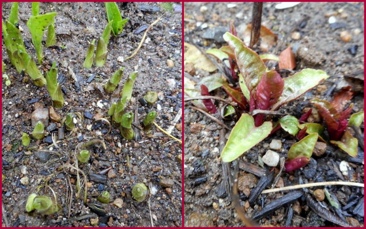 雨の庭から②蕾と新芽。