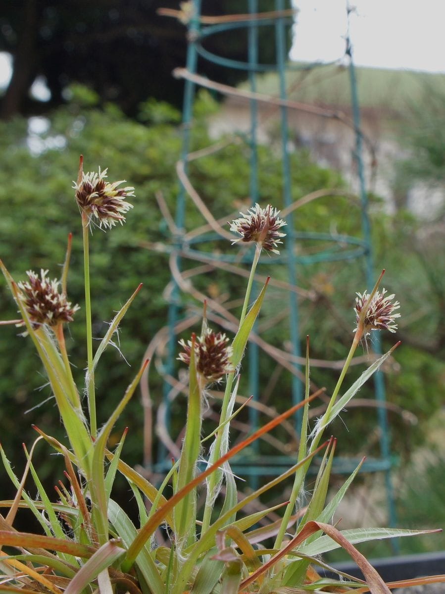 綺麗ですが雑草と呼ばれてます[i:140]