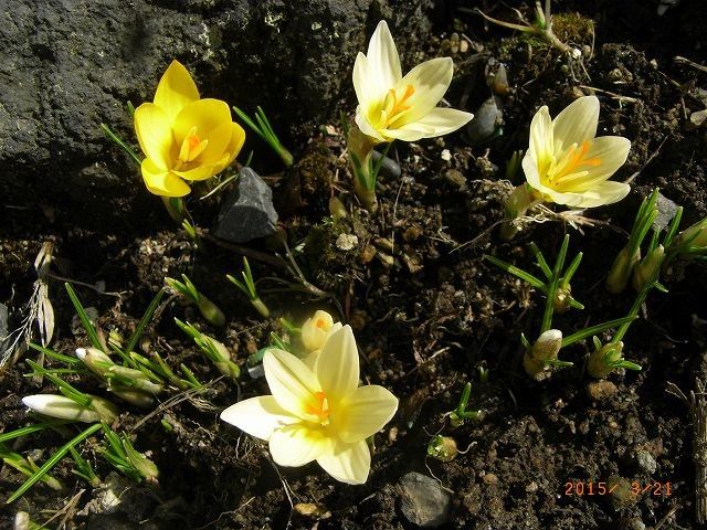 ハマベンケイソウの発芽