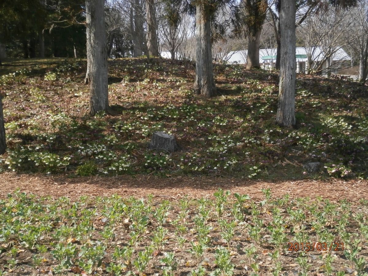 みちのくの杜湖畔公園に行ってきました・2